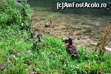 [P07] Königssee » foto by nicollec
 - 
<span class="allrVoted glyphicon glyphicon-heart hidden" id="av198994"></span>
<a class="m-l-10 hidden" id="sv198994" onclick="voting_Foto_DelVot(,198994,26314)" role="button">șterge vot <span class="glyphicon glyphicon-remove"></span></a>
<a id="v9198994" class=" c-red"  onclick="voting_Foto_SetVot(198994)" role="button"><span class="glyphicon glyphicon-heart-empty"></span> <b>LIKE</b> = Votează poza</a> <img class="hidden"  id="f198994W9" src="/imagini/loader.gif" border="0" /><span class="AjErrMes hidden" id="e198994ErM"></span>