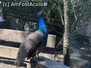 [P48] Gradina zoologica Ebbs - poza » foto by mishu
 - 
<span class="allrVoted glyphicon glyphicon-heart hidden" id="av1164751"></span>
<a class="m-l-10 hidden" id="sv1164751" onclick="voting_Foto_DelVot(,1164751,26325)" role="button">șterge vot <span class="glyphicon glyphicon-remove"></span></a>
<a id="v91164751" class=" c-red"  onclick="voting_Foto_SetVot(1164751)" role="button"><span class="glyphicon glyphicon-heart-empty"></span> <b>LIKE</b> = Votează poza</a> <img class="hidden"  id="f1164751W9" src="/imagini/loader.gif" border="0" /><span class="AjErrMes hidden" id="e1164751ErM"></span>