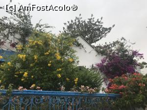 [P03] Sidi Bou Saïd – frumosul orăşel alb – albastru din Tunisia - casă inundată de flori » foto by nicole33
 - 
<span class="allrVoted glyphicon glyphicon-heart hidden" id="av1173881"></span>
<a class="m-l-10 hidden" id="sv1173881" onclick="voting_Foto_DelVot(,1173881,26417)" role="button">șterge vot <span class="glyphicon glyphicon-remove"></span></a>
<a id="v91173881" class=" c-red"  onclick="voting_Foto_SetVot(1173881)" role="button"><span class="glyphicon glyphicon-heart-empty"></span> <b>LIKE</b> = Votează poza</a> <img class="hidden"  id="f1173881W9" src="/imagini/loader.gif" border="0" /><span class="AjErrMes hidden" id="e1173881ErM"></span>