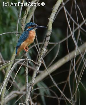 [P01] Fauna din jurul Milei 23 » foto by bajansorin
 - 
<span class="allrVoted glyphicon glyphicon-heart hidden" id="av1300766"></span>
<a class="m-l-10 hidden" id="sv1300766" onclick="voting_Foto_DelVot(,1300766,26432)" role="button">șterge vot <span class="glyphicon glyphicon-remove"></span></a>
<a id="v91300766" class=" c-red"  onclick="voting_Foto_SetVot(1300766)" role="button"><span class="glyphicon glyphicon-heart-empty"></span> <b>LIKE</b> = Votează poza</a> <img class="hidden"  id="f1300766W9" src="/imagini/loader.gif" border="0" /><span class="AjErrMes hidden" id="e1300766ErM"></span>