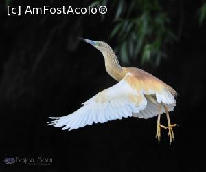 [P10] Starc Galben » foto by bajansorin
 - 
<span class="allrVoted glyphicon glyphicon-heart hidden" id="av1303274"></span>
<a class="m-l-10 hidden" id="sv1303274" onclick="voting_Foto_DelVot(,1303274,26432)" role="button">șterge vot <span class="glyphicon glyphicon-remove"></span></a>
<a id="v91303274" class=" c-red"  onclick="voting_Foto_SetVot(1303274)" role="button"><span class="glyphicon glyphicon-heart-empty"></span> <b>LIKE</b> = Votează poza</a> <img class="hidden"  id="f1303274W9" src="/imagini/loader.gif" border="0" /><span class="AjErrMes hidden" id="e1303274ErM"></span>