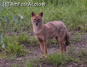 [P12] Sacalul Auriu » foto by bajansorin
 - 
<span class="allrVoted glyphicon glyphicon-heart hidden" id="av1303276"></span>
<a class="m-l-10 hidden" id="sv1303276" onclick="voting_Foto_DelVot(,1303276,26432)" role="button">șterge vot <span class="glyphicon glyphicon-remove"></span></a>
<a id="v91303276" class=" c-red"  onclick="voting_Foto_SetVot(1303276)" role="button"><span class="glyphicon glyphicon-heart-empty"></span> <b>LIKE</b> = Votează poza</a> <img class="hidden"  id="f1303276W9" src="/imagini/loader.gif" border="0" /><span class="AjErrMes hidden" id="e1303276ErM"></span>