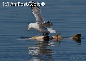 [P13] Pescarus cu prada » foto by bajansorin
 - 
<span class="allrVoted glyphicon glyphicon-heart hidden" id="av1303277"></span>
<a class="m-l-10 hidden" id="sv1303277" onclick="voting_Foto_DelVot(,1303277,26432)" role="button">șterge vot <span class="glyphicon glyphicon-remove"></span></a>
<a id="v91303277" class=" c-red"  onclick="voting_Foto_SetVot(1303277)" role="button"><span class="glyphicon glyphicon-heart-empty"></span> <b>LIKE</b> = Votează poza</a> <img class="hidden"  id="f1303277W9" src="/imagini/loader.gif" border="0" /><span class="AjErrMes hidden" id="e1303277ErM"></span>