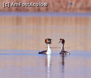 [P14] Corcodelul Mare in rit de imperechere » foto by bajansorin
 - 
<span class="allrVoted glyphicon glyphicon-heart hidden" id="av1303278"></span>
<a class="m-l-10 hidden" id="sv1303278" onclick="voting_Foto_DelVot(,1303278,26432)" role="button">șterge vot <span class="glyphicon glyphicon-remove"></span></a>
<a id="v91303278" class=" c-red"  onclick="voting_Foto_SetVot(1303278)" role="button"><span class="glyphicon glyphicon-heart-empty"></span> <b>LIKE</b> = Votează poza</a> <img class="hidden"  id="f1303278W9" src="/imagini/loader.gif" border="0" /><span class="AjErrMes hidden" id="e1303278ErM"></span>