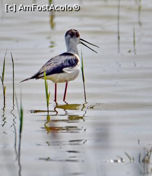 [P15] Piciorongul » foto by bajansorin
 - 
<span class="allrVoted glyphicon glyphicon-heart hidden" id="av1303279"></span>
<a class="m-l-10 hidden" id="sv1303279" onclick="voting_Foto_DelVot(,1303279,26432)" role="button">șterge vot <span class="glyphicon glyphicon-remove"></span></a>
<a id="v91303279" class=" c-red"  onclick="voting_Foto_SetVot(1303279)" role="button"><span class="glyphicon glyphicon-heart-empty"></span> <b>LIKE</b> = Votează poza</a> <img class="hidden"  id="f1303279W9" src="/imagini/loader.gif" border="0" /><span class="AjErrMes hidden" id="e1303279ErM"></span>