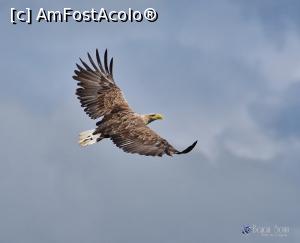 [P09] Regele Deltei Codalb » foto by bajansorin
 - 
<span class="allrVoted glyphicon glyphicon-heart hidden" id="av1303273"></span>
<a class="m-l-10 hidden" id="sv1303273" onclick="voting_Foto_DelVot(,1303273,26432)" role="button">șterge vot <span class="glyphicon glyphicon-remove"></span></a>
<a id="v91303273" class=" c-red"  onclick="voting_Foto_SetVot(1303273)" role="button"><span class="glyphicon glyphicon-heart-empty"></span> <b>LIKE</b> = Votează poza</a> <img class="hidden"  id="f1303273W9" src="/imagini/loader.gif" border="0" /><span class="AjErrMes hidden" id="e1303273ErM"></span>