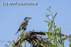 [P01] dumbraveanca » foto by AGenu
 - 
<span class="allrVoted glyphicon glyphicon-heart hidden" id="av1370038"></span>
<a class="m-l-10 hidden" id="sv1370038" onclick="voting_Foto_DelVot(,1370038,26432)" role="button">șterge vot <span class="glyphicon glyphicon-remove"></span></a>
<a id="v91370038" class=" c-red"  onclick="voting_Foto_SetVot(1370038)" role="button"><span class="glyphicon glyphicon-heart-empty"></span> <b>LIKE</b> = Votează poza</a> <img class="hidden"  id="f1370038W9" src="/imagini/loader.gif" border="0" /><span class="AjErrMes hidden" id="e1370038ErM"></span>