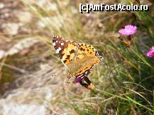 [P15] Flora si fauna... » foto by crima
 - 
<span class="allrVoted glyphicon glyphicon-heart hidden" id="av19240"></span>
<a class="m-l-10 hidden" id="sv19240" onclick="voting_Foto_DelVot(,19240,26627)" role="button">șterge vot <span class="glyphicon glyphicon-remove"></span></a>
<a id="v919240" class=" c-red"  onclick="voting_Foto_SetVot(19240)" role="button"><span class="glyphicon glyphicon-heart-empty"></span> <b>LIKE</b> = Votează poza</a> <img class="hidden"  id="f19240W9" src="/imagini/loader.gif" border="0" /><span class="AjErrMes hidden" id="e19240ErM"></span>