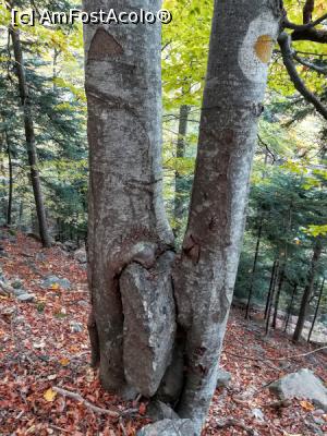 [P13] Cei doi pomi gemeni care au &rdquo;adoptat&rdquo; o st&acirc;ncă » foto by Mika
 - 
<span class="allrVoted glyphicon glyphicon-heart hidden" id="av1198853"></span>
<a class="m-l-10 hidden" id="sv1198853" onclick="voting_Foto_DelVot(,1198853,26627)" role="button">șterge vot <span class="glyphicon glyphicon-remove"></span></a>
<a id="v91198853" class=" c-red"  onclick="voting_Foto_SetVot(1198853)" role="button"><span class="glyphicon glyphicon-heart-empty"></span> <b>LIKE</b> = Votează poza</a> <img class="hidden"  id="f1198853W9" src="/imagini/loader.gif" border="0" /><span class="AjErrMes hidden" id="e1198853ErM"></span>