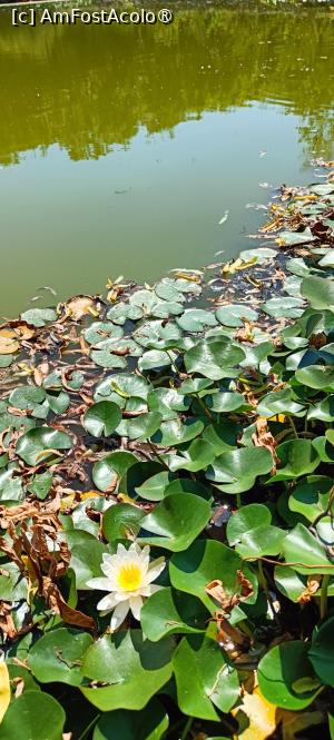 [P21] Un iaz cu nuferi, lângă bistrou. » foto by tata123 🔱
 - 
<span class="allrVoted glyphicon glyphicon-heart hidden" id="av1496871"></span>
<a class="m-l-10 hidden" id="sv1496871" onclick="voting_Foto_DelVot(,1496871,26696)" role="button">șterge vot <span class="glyphicon glyphicon-remove"></span></a>
<a id="v91496871" class=" c-red"  onclick="voting_Foto_SetVot(1496871)" role="button"><span class="glyphicon glyphicon-heart-empty"></span> <b>LIKE</b> = Votează poza</a> <img class="hidden"  id="f1496871W9" src="/imagini/loader.gif" border="0" /><span class="AjErrMes hidden" id="e1496871ErM"></span>