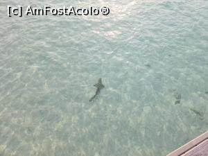 [P13] Baby shark! » foto by respect27
 - 
<span class="allrVoted glyphicon glyphicon-heart hidden" id="av1218856"></span>
<a class="m-l-10 hidden" id="sv1218856" onclick="voting_Foto_DelVot(,1218856,26756)" role="button">șterge vot <span class="glyphicon glyphicon-remove"></span></a>
<a id="v91218856" class=" c-red"  onclick="voting_Foto_SetVot(1218856)" role="button"><span class="glyphicon glyphicon-heart-empty"></span> <b>LIKE</b> = Votează poza</a> <img class="hidden"  id="f1218856W9" src="/imagini/loader.gif" border="0" /><span class="AjErrMes hidden" id="e1218856ErM"></span>