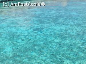 [P22] Manta Ray ! » foto by respect27
 - 
<span class="allrVoted glyphicon glyphicon-heart hidden" id="av1218865"></span>
<a class="m-l-10 hidden" id="sv1218865" onclick="voting_Foto_DelVot(,1218865,26756)" role="button">șterge vot <span class="glyphicon glyphicon-remove"></span></a>
<a id="v91218865" class=" c-red"  onclick="voting_Foto_SetVot(1218865)" role="button"><span class="glyphicon glyphicon-heart-empty"></span> <b>LIKE</b> = Votează poza</a> <img class="hidden"  id="f1218865W9" src="/imagini/loader.gif" border="0" /><span class="AjErrMes hidden" id="e1218865ErM"></span>