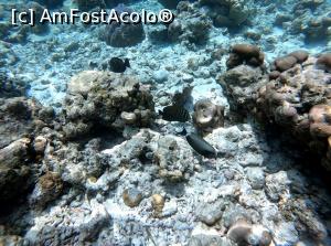 [P41] si mai multi pesti » foto by respect27
 - 
<span class="allrVoted glyphicon glyphicon-heart hidden" id="av1218884"></span>
<a class="m-l-10 hidden" id="sv1218884" onclick="voting_Foto_DelVot(,1218884,26756)" role="button">șterge vot <span class="glyphicon glyphicon-remove"></span></a>
<a id="v91218884" class=" c-red"  onclick="voting_Foto_SetVot(1218884)" role="button"><span class="glyphicon glyphicon-heart-empty"></span> <b>LIKE</b> = Votează poza</a> <img class="hidden"  id="f1218884W9" src="/imagini/loader.gif" border="0" /><span class="AjErrMes hidden" id="e1218884ErM"></span>