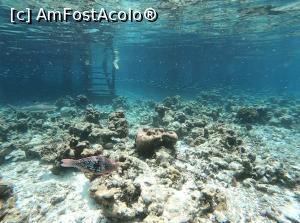 [P45] baby shark! » foto by respect27
 - 
<span class="allrVoted glyphicon glyphicon-heart hidden" id="av1218888"></span>
<a class="m-l-10 hidden" id="sv1218888" onclick="voting_Foto_DelVot(,1218888,26756)" role="button">șterge vot <span class="glyphicon glyphicon-remove"></span></a>
<a id="v91218888" class=" c-red"  onclick="voting_Foto_SetVot(1218888)" role="button"><span class="glyphicon glyphicon-heart-empty"></span> <b>LIKE</b> = Votează poza</a> <img class="hidden"  id="f1218888W9" src="/imagini/loader.gif" border="0" /><span class="AjErrMes hidden" id="e1218888ErM"></span>