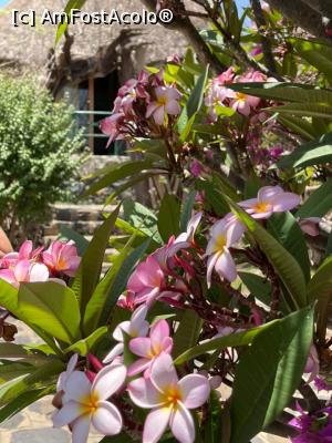 [P04] grădina paradisiacă » foto by robert
 - 
<span class="allrVoted glyphicon glyphicon-heart hidden" id="av1222516"></span>
<a class="m-l-10 hidden" id="sv1222516" onclick="voting_Foto_DelVot(,1222516,26785)" role="button">șterge vot <span class="glyphicon glyphicon-remove"></span></a>
<a id="v91222516" class=" c-red"  onclick="voting_Foto_SetVot(1222516)" role="button"><span class="glyphicon glyphicon-heart-empty"></span> <b>LIKE</b> = Votează poza</a> <img class="hidden"  id="f1222516W9" src="/imagini/loader.gif" border="0" /><span class="AjErrMes hidden" id="e1222516ErM"></span>