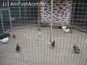 [P17] La Zoo Călăraşi păsările sunt găzduite în mai multe voliere spaţioase.  » foto by Floryn81
 - 
<span class="allrVoted glyphicon glyphicon-heart hidden" id="av865558"></span>
<a class="m-l-10 hidden" id="sv865558" onclick="voting_Foto_DelVot(,865558,26802)" role="button">șterge vot <span class="glyphicon glyphicon-remove"></span></a>
<a id="v9865558" class=" c-red"  onclick="voting_Foto_SetVot(865558)" role="button"><span class="glyphicon glyphicon-heart-empty"></span> <b>LIKE</b> = Votează poza</a> <img class="hidden"  id="f865558W9" src="/imagini/loader.gif" border="0" /><span class="AjErrMes hidden" id="e865558ErM"></span>