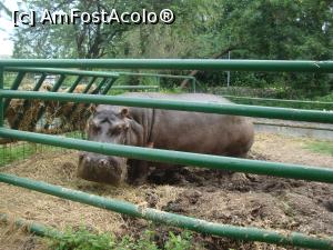[P23] Iată şi vedeta de la Zoo Călăraşi - un hipopotam maare şi mâncăcios!  » foto by Floryn81
 - 
<span class="allrVoted glyphicon glyphicon-heart hidden" id="av865567"></span>
<a class="m-l-10 hidden" id="sv865567" onclick="voting_Foto_DelVot(,865567,26802)" role="button">șterge vot <span class="glyphicon glyphicon-remove"></span></a>
<a id="v9865567" class=" c-red"  onclick="voting_Foto_SetVot(865567)" role="button"><span class="glyphicon glyphicon-heart-empty"></span> <b>LIKE</b> = Votează poza</a> <img class="hidden"  id="f865567W9" src="/imagini/loader.gif" border="0" /><span class="AjErrMes hidden" id="e865567ErM"></span>