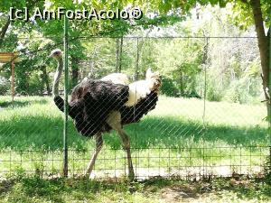 [P07] Zoo Calarasi » foto by ⭐ValentinB_88⭐
 - 
<span class="allrVoted glyphicon glyphicon-heart hidden" id="av1224605"></span>
<a class="m-l-10 hidden" id="sv1224605" onclick="voting_Foto_DelVot(,1224605,26802)" role="button">șterge vot <span class="glyphicon glyphicon-remove"></span></a>
<a id="v91224605" class=" c-red"  onclick="voting_Foto_SetVot(1224605)" role="button"><span class="glyphicon glyphicon-heart-empty"></span> <b>LIKE</b> = Votează poza</a> <img class="hidden"  id="f1224605W9" src="/imagini/loader.gif" border="0" /><span class="AjErrMes hidden" id="e1224605ErM"></span>