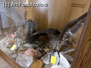 [P36] MCDR-secția de științe ale naturii-vulturul pleșuv brun. » foto by maryka
 - 
<span class="allrVoted glyphicon glyphicon-heart hidden" id="av1230009"></span>
<a class="m-l-10 hidden" id="sv1230009" onclick="voting_Foto_DelVot(,1230009,26859)" role="button">șterge vot <span class="glyphicon glyphicon-remove"></span></a>
<a id="v91230009" class=" c-red"  onclick="voting_Foto_SetVot(1230009)" role="button"><span class="glyphicon glyphicon-heart-empty"></span> <b>LIKE</b> = Votează poza</a> <img class="hidden"  id="f1230009W9" src="/imagini/loader.gif" border="0" /><span class="AjErrMes hidden" id="e1230009ErM"></span>