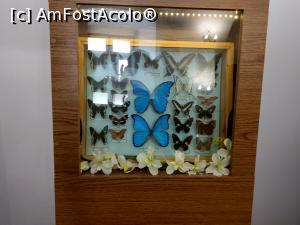 [P38] Fluturi frumoși. » foto by maryka
 - 
<span class="allrVoted glyphicon glyphicon-heart hidden" id="av1230011"></span>
<a class="m-l-10 hidden" id="sv1230011" onclick="voting_Foto_DelVot(,1230011,26859)" role="button">șterge vot <span class="glyphicon glyphicon-remove"></span></a>
<a id="v91230011" class=" c-red"  onclick="voting_Foto_SetVot(1230011)" role="button"><span class="glyphicon glyphicon-heart-empty"></span> <b>LIKE</b> = Votează poza</a> <img class="hidden"  id="f1230011W9" src="/imagini/loader.gif" border="0" /><span class="AjErrMes hidden" id="e1230011ErM"></span>