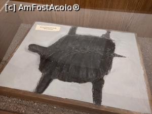 [P50] MCDR, secția de științe ale naturii.

Broască țestoasă fosilă, mina Uricani. » foto by maryka
 - 
<span class="allrVoted glyphicon glyphicon-heart hidden" id="av1230023"></span>
<a class="m-l-10 hidden" id="sv1230023" onclick="voting_Foto_DelVot(,1230023,26859)" role="button">șterge vot <span class="glyphicon glyphicon-remove"></span></a>
<a id="v91230023" class=" c-red"  onclick="voting_Foto_SetVot(1230023)" role="button"><span class="glyphicon glyphicon-heart-empty"></span> <b>LIKE</b> = Votează poza</a> <img class="hidden"  id="f1230023W9" src="/imagini/loader.gif" border="0" /><span class="AjErrMes hidden" id="e1230023ErM"></span>