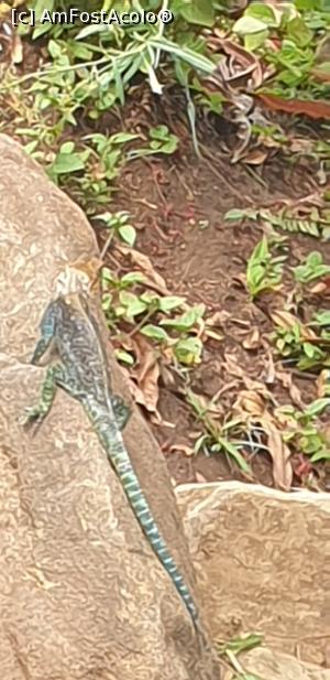 [P29] o șop&acirc;rlă » foto by robert
 - 
<span class="allrVoted glyphicon glyphicon-heart hidden" id="av1251724"></span>
<a class="m-l-10 hidden" id="sv1251724" onclick="voting_Foto_DelVot(,1251724,27058)" role="button">șterge vot <span class="glyphicon glyphicon-remove"></span></a>
<a id="v91251724" class=" c-red"  onclick="voting_Foto_SetVot(1251724)" role="button"><span class="glyphicon glyphicon-heart-empty"></span> <b>LIKE</b> = Votează poza</a> <img class="hidden"  id="f1251724W9" src="/imagini/loader.gif" border="0" /><span class="AjErrMes hidden" id="e1251724ErM"></span>