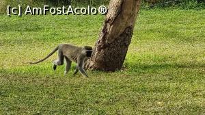 [P30] maimuțele sunt la putere » foto by robert
 - 
<span class="allrVoted glyphicon glyphicon-heart hidden" id="av1251725"></span>
<a class="m-l-10 hidden" id="sv1251725" onclick="voting_Foto_DelVot(,1251725,27058)" role="button">șterge vot <span class="glyphicon glyphicon-remove"></span></a>
<a id="v91251725" class=" c-red"  onclick="voting_Foto_SetVot(1251725)" role="button"><span class="glyphicon glyphicon-heart-empty"></span> <b>LIKE</b> = Votează poza</a> <img class="hidden"  id="f1251725W9" src="/imagini/loader.gif" border="0" /><span class="AjErrMes hidden" id="e1251725ErM"></span>