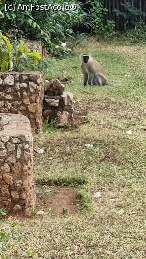 [P31] maimuțele sunt la putere » foto by robert
 - 
<span class="allrVoted glyphicon glyphicon-heart hidden" id="av1251726"></span>
<a class="m-l-10 hidden" id="sv1251726" onclick="voting_Foto_DelVot(,1251726,27058)" role="button">șterge vot <span class="glyphicon glyphicon-remove"></span></a>
<a id="v91251726" class=" c-red"  onclick="voting_Foto_SetVot(1251726)" role="button"><span class="glyphicon glyphicon-heart-empty"></span> <b>LIKE</b> = Votează poza</a> <img class="hidden"  id="f1251726W9" src="/imagini/loader.gif" border="0" /><span class="AjErrMes hidden" id="e1251726ErM"></span>