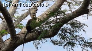 [P34] maimuțele sunt la putere » foto by robert
 - 
<span class="allrVoted glyphicon glyphicon-heart hidden" id="av1251729"></span>
<a class="m-l-10 hidden" id="sv1251729" onclick="voting_Foto_DelVot(,1251729,27058)" role="button">șterge vot <span class="glyphicon glyphicon-remove"></span></a>
<a id="v91251729" class=" c-red"  onclick="voting_Foto_SetVot(1251729)" role="button"><span class="glyphicon glyphicon-heart-empty"></span> <b>LIKE</b> = Votează poza</a> <img class="hidden"  id="f1251729W9" src="/imagini/loader.gif" border="0" /><span class="AjErrMes hidden" id="e1251729ErM"></span>