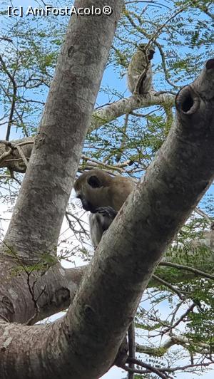 [P36] maimuțele sunt la putere » foto by robert
 - 
<span class="allrVoted glyphicon glyphicon-heart hidden" id="av1251731"></span>
<a class="m-l-10 hidden" id="sv1251731" onclick="voting_Foto_DelVot(,1251731,27058)" role="button">șterge vot <span class="glyphicon glyphicon-remove"></span></a>
<a id="v91251731" class=" c-red"  onclick="voting_Foto_SetVot(1251731)" role="button"><span class="glyphicon glyphicon-heart-empty"></span> <b>LIKE</b> = Votează poza</a> <img class="hidden"  id="f1251731W9" src="/imagini/loader.gif" border="0" /><span class="AjErrMes hidden" id="e1251731ErM"></span>