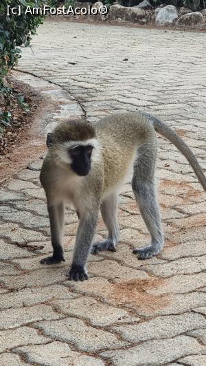 [P40] maimuțele sunt la putere » foto by robert
 - 
<span class="allrVoted glyphicon glyphicon-heart hidden" id="av1251735"></span>
<a class="m-l-10 hidden" id="sv1251735" onclick="voting_Foto_DelVot(,1251735,27058)" role="button">șterge vot <span class="glyphicon glyphicon-remove"></span></a>
<a id="v91251735" class=" c-red"  onclick="voting_Foto_SetVot(1251735)" role="button"><span class="glyphicon glyphicon-heart-empty"></span> <b>LIKE</b> = Votează poza</a> <img class="hidden"  id="f1251735W9" src="/imagini/loader.gif" border="0" /><span class="AjErrMes hidden" id="e1251735ErM"></span>