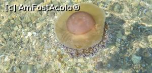 [P20] meduza care purifica apa » foto by bogdan78
 - 
<span class="allrVoted glyphicon glyphicon-heart hidden" id="av1251821"></span>
<a class="m-l-10 hidden" id="sv1251821" onclick="voting_Foto_DelVot(,1251821,27061)" role="button">șterge vot <span class="glyphicon glyphicon-remove"></span></a>
<a id="v91251821" class=" c-red"  onclick="voting_Foto_SetVot(1251821)" role="button"><span class="glyphicon glyphicon-heart-empty"></span> <b>LIKE</b> = Votează poza</a> <img class="hidden"  id="f1251821W9" src="/imagini/loader.gif" border="0" /><span class="AjErrMes hidden" id="e1251821ErM"></span>