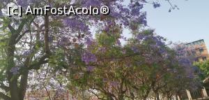 [P01] Era vremea copacilor violet &icirc;n Spania. O frumusețe. » foto by Aurici
 - 
<span class="allrVoted glyphicon glyphicon-heart hidden" id="av1265260"></span>
<a class="m-l-10 hidden" id="sv1265260" onclick="voting_Foto_DelVot(,1265260,27180)" role="button">șterge vot <span class="glyphicon glyphicon-remove"></span></a>
<a id="v91265260" class=" c-red"  onclick="voting_Foto_SetVot(1265260)" role="button"><span class="glyphicon glyphicon-heart-empty"></span> <b>LIKE</b> = Votează poza</a> <img class="hidden"  id="f1265260W9" src="/imagini/loader.gif" border="0" /><span class="AjErrMes hidden" id="e1265260ErM"></span>