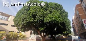 [P02] Spre Peștera Sant Josep, pe principalul bulevard <strong>cu ficuși monumentali</strong> al orășelului <strong>Vall d'Uix&oacute;.</strong> » foto by Aurici
 - 
<span class="allrVoted glyphicon glyphicon-heart hidden" id="av1265261"></span>
<a class="m-l-10 hidden" id="sv1265261" onclick="voting_Foto_DelVot(,1265261,27180)" role="button">șterge vot <span class="glyphicon glyphicon-remove"></span></a>
<a id="v91265261" class=" c-red"  onclick="voting_Foto_SetVot(1265261)" role="button"><span class="glyphicon glyphicon-heart-empty"></span> <b>LIKE</b> = Votează poza</a> <img class="hidden"  id="f1265261W9" src="/imagini/loader.gif" border="0" /><span class="AjErrMes hidden" id="e1265261ErM"></span>