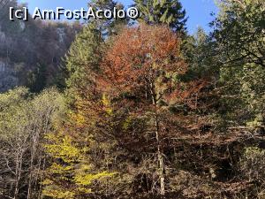 [P03] Pensiunea Valea Lungă – Cheia - Toamna la Moieciu » foto by nicole33
 - 
<span class="allrVoted glyphicon glyphicon-heart hidden" id="av1268099"></span>
<a class="m-l-10 hidden" id="sv1268099" onclick="voting_Foto_DelVot(,1268099,27211)" role="button">șterge vot <span class="glyphicon glyphicon-remove"></span></a>
<a id="v91268099" class=" c-red"  onclick="voting_Foto_SetVot(1268099)" role="button"><span class="glyphicon glyphicon-heart-empty"></span> <b>LIKE</b> = Votează poza</a> <img class="hidden"  id="f1268099W9" src="/imagini/loader.gif" border="0" /><span class="AjErrMes hidden" id="e1268099ErM"></span>
