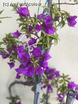 [P21] A Durmi - frumusetea florilor » foto by mishu
 - 
<span class="allrVoted glyphicon glyphicon-heart hidden" id="av1288615"></span>
<a class="m-l-10 hidden" id="sv1288615" onclick="voting_Foto_DelVot(,1288615,27406)" role="button">șterge vot <span class="glyphicon glyphicon-remove"></span></a>
<a id="v91288615" class=" c-red"  onclick="voting_Foto_SetVot(1288615)" role="button"><span class="glyphicon glyphicon-heart-empty"></span> <b>LIKE</b> = Votează poza</a> <img class="hidden"  id="f1288615W9" src="/imagini/loader.gif" border="0" /><span class="AjErrMes hidden" id="e1288615ErM"></span>
