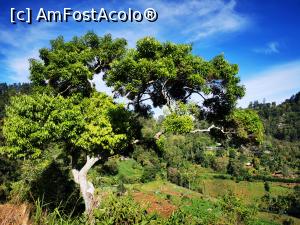 [P32] Un copac interesant &icirc;n curte » foto by cata2106
 - 
<span class="allrVoted glyphicon glyphicon-heart hidden" id="av1289634"></span>
<a class="m-l-10 hidden" id="sv1289634" onclick="voting_Foto_DelVot(,1289634,27411)" role="button">șterge vot <span class="glyphicon glyphicon-remove"></span></a>
<a id="v91289634" class=" c-red"  onclick="voting_Foto_SetVot(1289634)" role="button"><span class="glyphicon glyphicon-heart-empty"></span> <b>LIKE</b> = Votează poza</a> <img class="hidden"  id="f1289634W9" src="/imagini/loader.gif" border="0" /><span class="AjErrMes hidden" id="e1289634ErM"></span>