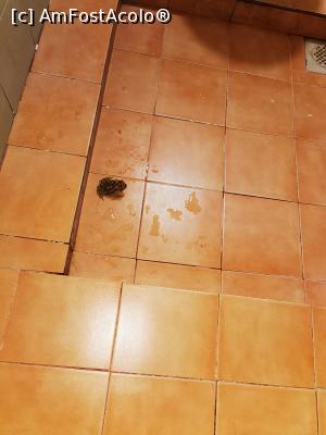 [P20] O broască &icirc;n vizită » foto by cata2106
 - 
<span class="allrVoted glyphicon glyphicon-heart hidden" id="av1294423"></span>
<a class="m-l-10 hidden" id="sv1294423" onclick="voting_Foto_DelVot(,1294423,27442)" role="button">șterge vot <span class="glyphicon glyphicon-remove"></span></a>
<a id="v91294423" class=" c-red"  onclick="voting_Foto_SetVot(1294423)" role="button"><span class="glyphicon glyphicon-heart-empty"></span> <b>LIKE</b> = Votează poza</a> <img class="hidden"  id="f1294423W9" src="/imagini/loader.gif" border="0" /><span class="AjErrMes hidden" id="e1294423ErM"></span>