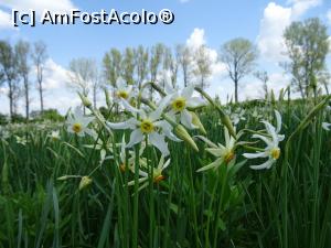 [P10] Narcise, narcise... » foto by tata123 🔱
 - 
<span class="allrVoted glyphicon glyphicon-heart hidden" id="av1295227"></span>
<a class="m-l-10 hidden" id="sv1295227" onclick="voting_Foto_DelVot(,1295227,27450)" role="button">șterge vot <span class="glyphicon glyphicon-remove"></span></a>
<a id="v91295227" class=" c-red"  onclick="voting_Foto_SetVot(1295227)" role="button"><span class="glyphicon glyphicon-heart-empty"></span> <b>LIKE</b> = Votează poza</a> <img class="hidden"  id="f1295227W9" src="/imagini/loader.gif" border="0" /><span class="AjErrMes hidden" id="e1295227ErM"></span>