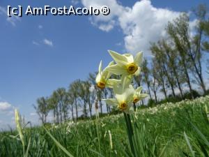 [P12] Narcise, narcise... » foto by tata123 🔱
 - 
<span class="allrVoted glyphicon glyphicon-heart hidden" id="av1295229"></span>
<a class="m-l-10 hidden" id="sv1295229" onclick="voting_Foto_DelVot(,1295229,27450)" role="button">șterge vot <span class="glyphicon glyphicon-remove"></span></a>
<a id="v91295229" class=" c-red"  onclick="voting_Foto_SetVot(1295229)" role="button"><span class="glyphicon glyphicon-heart-empty"></span> <b>LIKE</b> = Votează poza</a> <img class="hidden"  id="f1295229W9" src="/imagini/loader.gif" border="0" /><span class="AjErrMes hidden" id="e1295229ErM"></span>