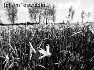 [P13] Narcise, narcise... » foto by tata123 🔱
 - 
<span class="allrVoted glyphicon glyphicon-heart hidden" id="av1295230"></span>
<a class="m-l-10 hidden" id="sv1295230" onclick="voting_Foto_DelVot(,1295230,27450)" role="button">șterge vot <span class="glyphicon glyphicon-remove"></span></a>
<a id="v91295230" class=" c-red"  onclick="voting_Foto_SetVot(1295230)" role="button"><span class="glyphicon glyphicon-heart-empty"></span> <b>LIKE</b> = Votează poza</a> <img class="hidden"  id="f1295230W9" src="/imagini/loader.gif" border="0" /><span class="AjErrMes hidden" id="e1295230ErM"></span>