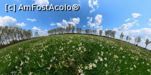 [P15] Narcise, narcise... » foto by tata123 🔱
 - 
<span class="allrVoted glyphicon glyphicon-heart hidden" id="av1295232"></span>
<a class="m-l-10 hidden" id="sv1295232" onclick="voting_Foto_DelVot(,1295232,27450)" role="button">șterge vot <span class="glyphicon glyphicon-remove"></span></a>
<a id="v91295232" class=" c-red"  onclick="voting_Foto_SetVot(1295232)" role="button"><span class="glyphicon glyphicon-heart-empty"></span> <b>LIKE</b> = Votează poza</a> <img class="hidden"  id="f1295232W9" src="/imagini/loader.gif" border="0" /><span class="AjErrMes hidden" id="e1295232ErM"></span>