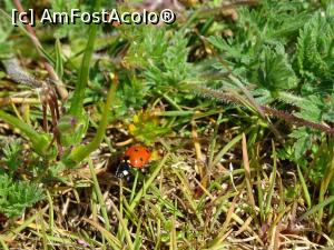 [P19] Buburuza de Negrași. » foto by tata123 🔱
 - 
<span class="allrVoted glyphicon glyphicon-heart hidden" id="av1295236"></span>
<a class="m-l-10 hidden" id="sv1295236" onclick="voting_Foto_DelVot(,1295236,27450)" role="button">șterge vot <span class="glyphicon glyphicon-remove"></span></a>
<a id="v91295236" class=" c-red"  onclick="voting_Foto_SetVot(1295236)" role="button"><span class="glyphicon glyphicon-heart-empty"></span> <b>LIKE</b> = Votează poza</a> <img class="hidden"  id="f1295236W9" src="/imagini/loader.gif" border="0" /><span class="AjErrMes hidden" id="e1295236ErM"></span>