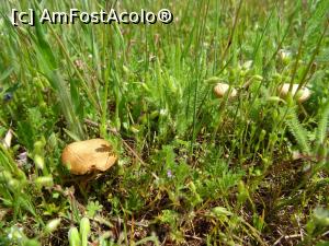 [P20] Natura la Negrași. » foto by tata123 🔱
 - 
<span class="allrVoted glyphicon glyphicon-heart hidden" id="av1295237"></span>
<a class="m-l-10 hidden" id="sv1295237" onclick="voting_Foto_DelVot(,1295237,27450)" role="button">șterge vot <span class="glyphicon glyphicon-remove"></span></a>
<a id="v91295237" class=" c-red"  onclick="voting_Foto_SetVot(1295237)" role="button"><span class="glyphicon glyphicon-heart-empty"></span> <b>LIKE</b> = Votează poza</a> <img class="hidden"  id="f1295237W9" src="/imagini/loader.gif" border="0" /><span class="AjErrMes hidden" id="e1295237ErM"></span>