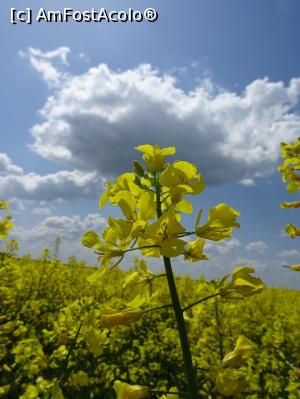 [P03] Rapița cu parfum dulce. » foto by tata123 🔱
 - 
<span class="allrVoted glyphicon glyphicon-heart hidden" id="av1295220"></span>
<a class="m-l-10 hidden" id="sv1295220" onclick="voting_Foto_DelVot(,1295220,27450)" role="button">șterge vot <span class="glyphicon glyphicon-remove"></span></a>
<a id="v91295220" class=" c-red"  onclick="voting_Foto_SetVot(1295220)" role="button"><span class="glyphicon glyphicon-heart-empty"></span> <b>LIKE</b> = Votează poza</a> <img class="hidden"  id="f1295220W9" src="/imagini/loader.gif" border="0" /><span class="AjErrMes hidden" id="e1295220ErM"></span>