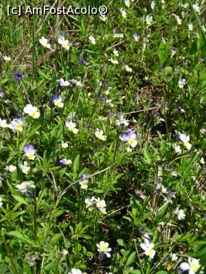 [P04] Floricele pe câmpii... » foto by tata123 🔱
 - 
<span class="allrVoted glyphicon glyphicon-heart hidden" id="av1295221"></span>
<a class="m-l-10 hidden" id="sv1295221" onclick="voting_Foto_DelVot(,1295221,27450)" role="button">șterge vot <span class="glyphicon glyphicon-remove"></span></a>
<a id="v91295221" class=" c-red"  onclick="voting_Foto_SetVot(1295221)" role="button"><span class="glyphicon glyphicon-heart-empty"></span> <b>LIKE</b> = Votează poza</a> <img class="hidden"  id="f1295221W9" src="/imagini/loader.gif" border="0" /><span class="AjErrMes hidden" id="e1295221ErM"></span>