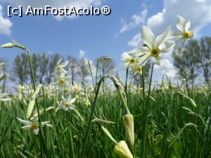 [P07] Narcissus stellaris - Negrași. » foto by tata123 🔱
 - 
<span class="allrVoted glyphicon glyphicon-heart hidden" id="av1295224"></span>
<a class="m-l-10 hidden" id="sv1295224" onclick="voting_Foto_DelVot(,1295224,27450)" role="button">șterge vot <span class="glyphicon glyphicon-remove"></span></a>
<a id="v91295224" class=" c-red"  onclick="voting_Foto_SetVot(1295224)" role="button"><span class="glyphicon glyphicon-heart-empty"></span> <b>LIKE</b> = Votează poza</a> <img class="hidden"  id="f1295224W9" src="/imagini/loader.gif" border="0" /><span class="AjErrMes hidden" id="e1295224ErM"></span>