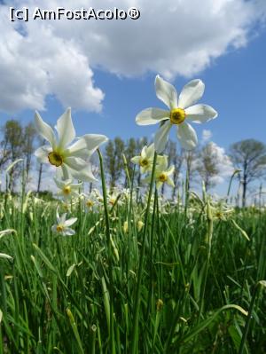 [P08] Narcise, narcise... » foto by tata123 🔱
 - 
<span class="allrVoted glyphicon glyphicon-heart hidden" id="av1295225"></span>
<a class="m-l-10 hidden" id="sv1295225" onclick="voting_Foto_DelVot(,1295225,27450)" role="button">șterge vot <span class="glyphicon glyphicon-remove"></span></a>
<a id="v91295225" class=" c-red"  onclick="voting_Foto_SetVot(1295225)" role="button"><span class="glyphicon glyphicon-heart-empty"></span> <b>LIKE</b> = Votează poza</a> <img class="hidden"  id="f1295225W9" src="/imagini/loader.gif" border="0" /><span class="AjErrMes hidden" id="e1295225ErM"></span>