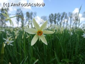 [P09] Narcise, narcise... » foto by tata123 🔱
 - 
<span class="allrVoted glyphicon glyphicon-heart hidden" id="av1295226"></span>
<a class="m-l-10 hidden" id="sv1295226" onclick="voting_Foto_DelVot(,1295226,27450)" role="button">șterge vot <span class="glyphicon glyphicon-remove"></span></a>
<a id="v91295226" class=" c-red"  onclick="voting_Foto_SetVot(1295226)" role="button"><span class="glyphicon glyphicon-heart-empty"></span> <b>LIKE</b> = Votează poza</a> <img class="hidden"  id="f1295226W9" src="/imagini/loader.gif" border="0" /><span class="AjErrMes hidden" id="e1295226ErM"></span>