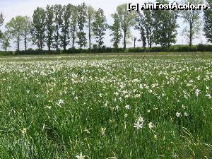 [P02] Câmpul alb de narcise de la Negrași, Argeș.  » foto by tata123 🔱
 - 
<span class="allrVoted glyphicon glyphicon-heart hidden" id="av620941"></span>
<a class="m-l-10 hidden" id="sv620941" onclick="voting_Foto_DelVot(,620941,27450)" role="button">șterge vot <span class="glyphicon glyphicon-remove"></span></a>
<a id="v9620941" class=" c-red"  onclick="voting_Foto_SetVot(620941)" role="button"><span class="glyphicon glyphicon-heart-empty"></span> <b>LIKE</b> = Votează poza</a> <img class="hidden"  id="f620941W9" src="/imagini/loader.gif" border="0" /><span class="AjErrMes hidden" id="e620941ErM"></span>